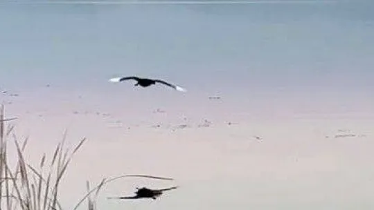 Türkiye'de üçüncü kez görüldü