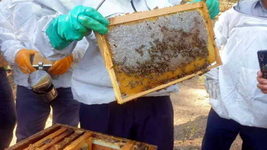 Türkiye dünyada 3.sırada..8 milyon koloni var