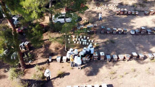 Türkiye dünyada 3.sırada..8 milyon koloni var