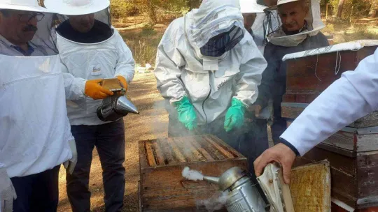 Türkiye dünyada 3.sırada..8 milyon koloni var