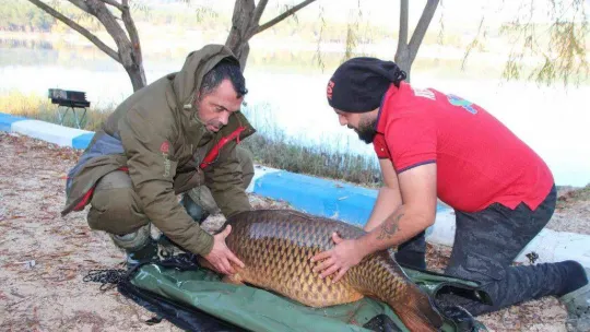 Türkiye'nin en büyük sazanı Bilecik'te yakalandı