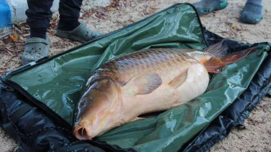 Türkiye'nin en büyük sazanı Bilecik'te yakalandı