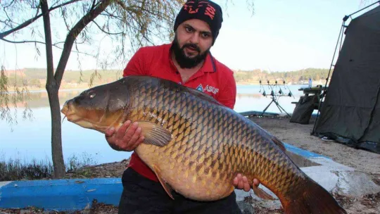 Türkiye'nin en büyük sazanı Bilecik'te yakalandı