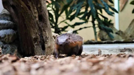 Türkiye'nin ilk armadillo yavrusu 3 buçuk ay önce dünyaya gözlerini açtı