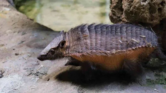 Türkiye'nin ilk armadillo yavrusu 3 buçuk ay önce dünyaya gözlerini açtı