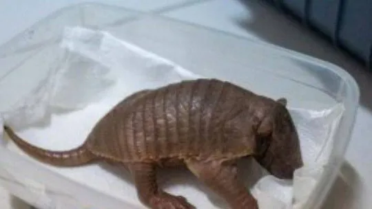 Türkiye'nin ilk armadillo yavrusu 3 buçuk ay önce dünyaya gözlerini açtı