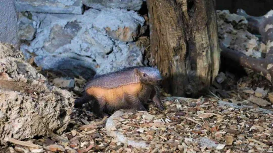 Türkiye'nin ilk armadillo yavrusu 3 buçuk ay önce dünyaya gözlerini açtı