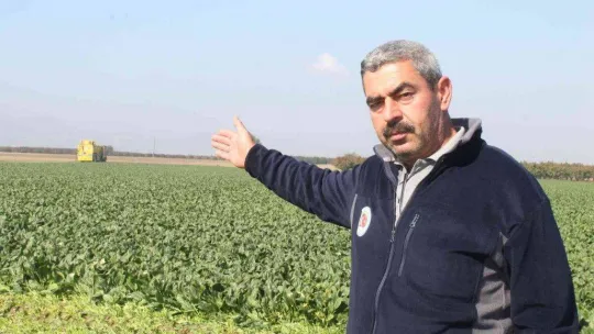 Türkiye'nin ıspanak ihtiyacının dörtte birini Bursa karşılıyor