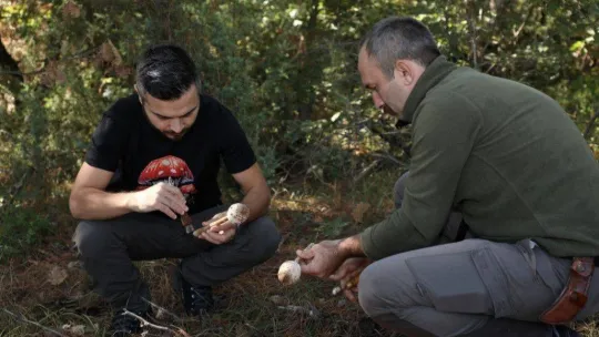 Türkiye'nin mantar avcıları Bursa'da buluştu
