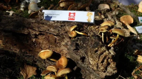 Türkiye'nin mantar avcıları Bursa'da buluştu