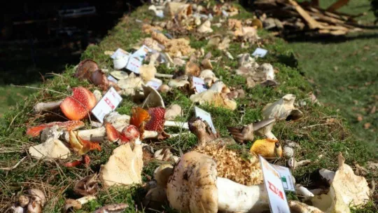 Türkiye'nin mantar avcıları Bursa'da buluştu