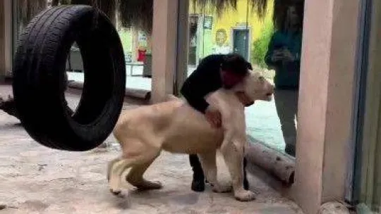 Tuzla'da veteriner ile Angel isimli aslan arasındaki sevgi bağı görenleri şaşırtıyor