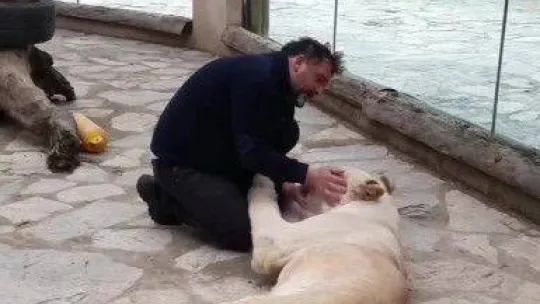 Tuzla'da veteriner ile Angel isimli aslan arasındaki sevgi bağı görenleri şaşırtıyor
