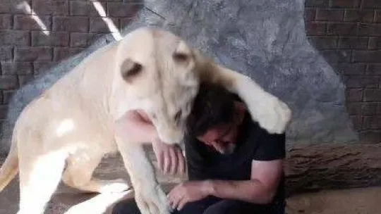 Tuzla'da veteriner ile Angel isimli aslan arasındaki sevgi bağı görenleri şaşırtıyor