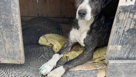 Tuzla'da vicdansız sürücü köpeği ezip kaçtı