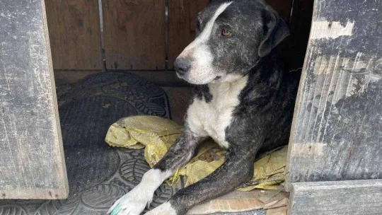 Tuzla'da vicdansız sürücü köpeği ezip kaçtı