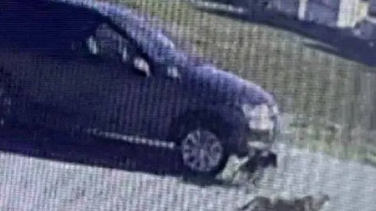 Tuzla'da vicdansız sürücü köpeği ezip kaçtı