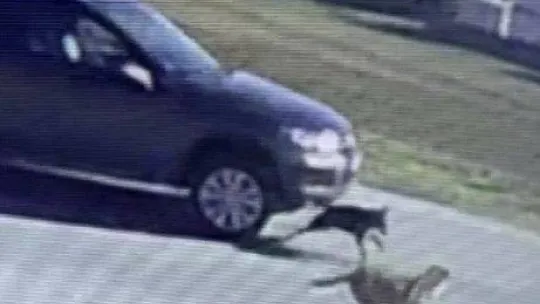 Tuzla'da vicdansız sürücü köpeği ezip kaçtı