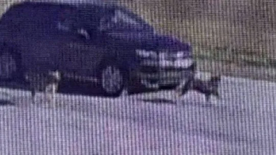 Tuzla'da vicdansız sürücü köpeği ezip kaçtı