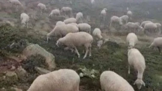 Uludağ'a ilk kar düştü