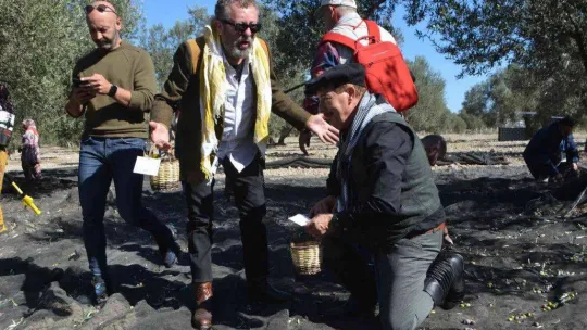 Ünlü sanatçılarla gazeteci ve gurmelerden zeytin hasatı