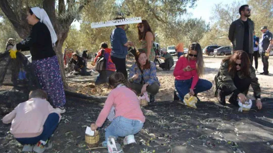 Ünlü sanatçılarla gazeteci ve gurmelerden zeytin hasatı