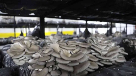 Üretilen istiridye mantarı vatandaşlara dağıtılacak