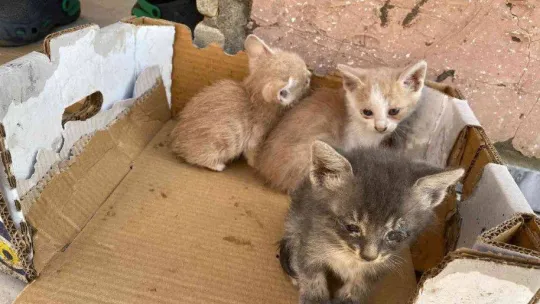 Üsküdar'da yangının ortasında kalan yavru kedileri itfaiye kurtardı