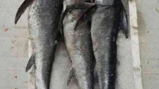 Uygunsuz avlanmaya geçit yok