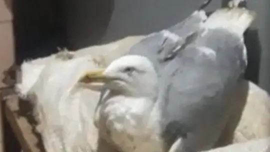 Vatandaşlar yaralı martıyı balıkla besliyor