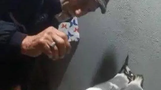 Vatandaşlar yaralı martıyı balıkla besliyor