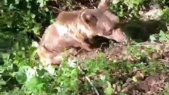 Vatandaşların bulduğu yaralı ayı tedavi altına alındı