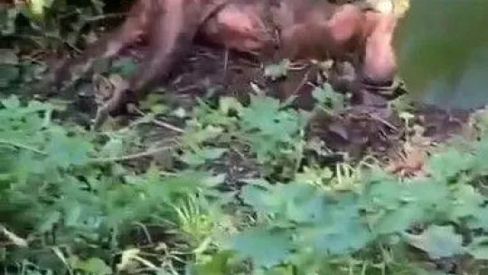 Vatandaşların bulduğu yaralı ayı tedavi altına alındı