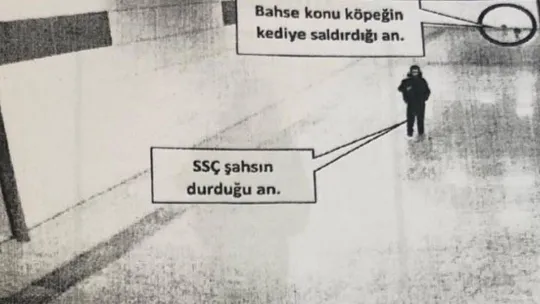 Vezneciler kedisine köpek saldırtarak öldürdüğü iddia edilen şahıs hakkında suç duyurusu