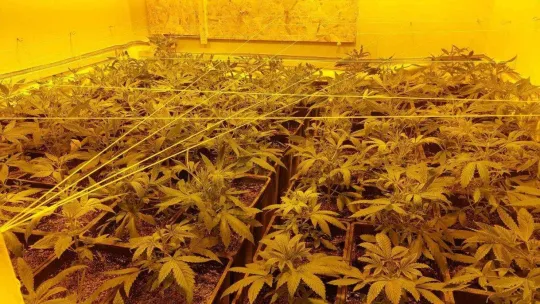 Villa değil uyuşturucu serası