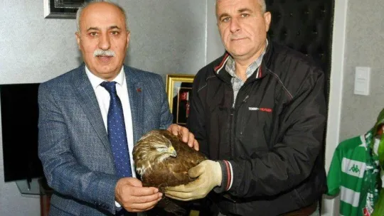 Vurulmuş yaralı şahin için harekete geçildi