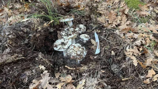 Yaban mantarları köylünün gelir kapısı oldu