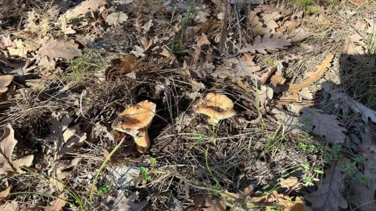 Yaban mantarları köylünün gelir kapısı oldu