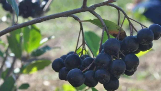 Yalova aronyasının üretimi katlanarak artıyor