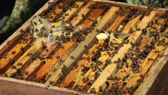 Yalova balı coğrafi işaretle tescillenecek