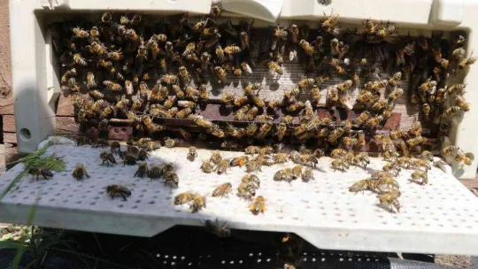 Yalova balı coğrafi işaretle tescillenecek