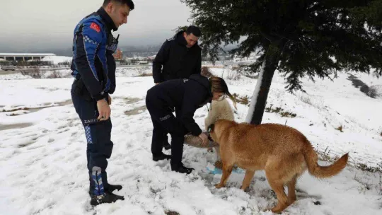 Yalova Belediyesi'nden sokak hayvanlarına yem