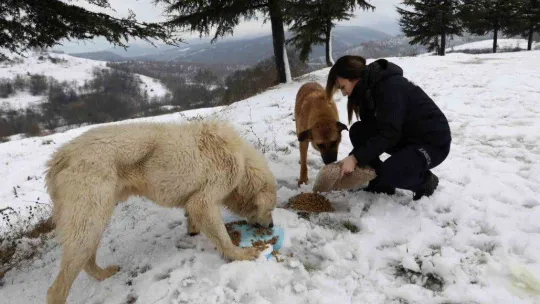 Yalova Belediyesi'nden sokak hayvanlarına yem