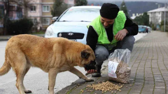 Yalova Belediyesi'nden sokak hayvanlarına yem