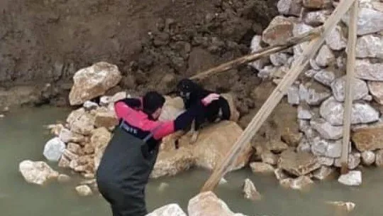Yalova'da dere yatağına düşen köpeği itfaiye kurtardı