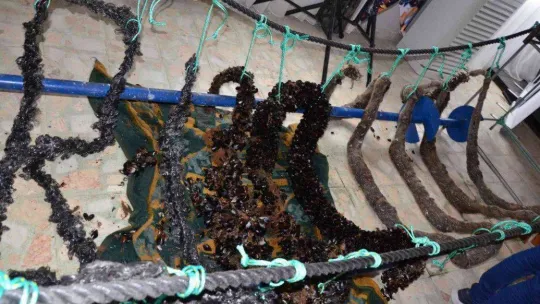 Yalova'da Türkiye'nin ilk organik midye üreticilerine sertifika