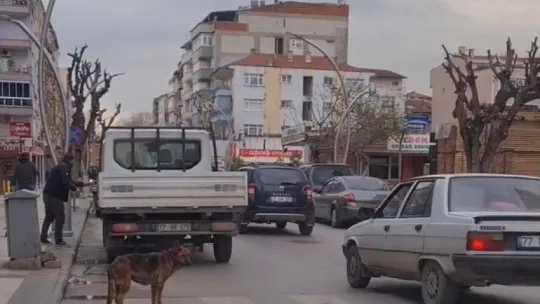 Yalova'da yaya geçidinin kullanan köpek şaşırttı