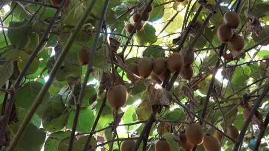Yalova kivisi yurt dışı pazarına açıldı