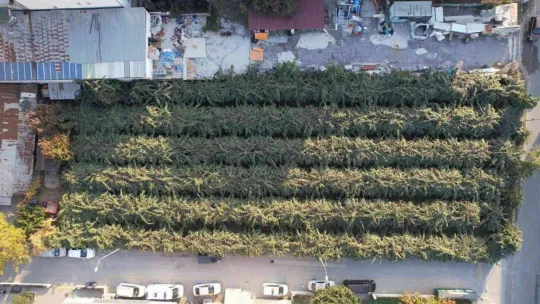 Yalova kivisi yurt dışı pazarına açıldı