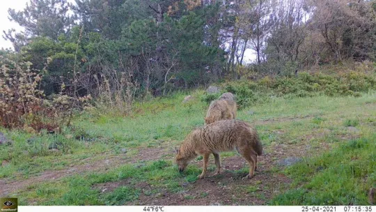 Yalova ormanlarındaki vahşi hayat fotokapanlarla görüntülendi